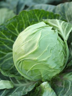 10元3斤青包菜