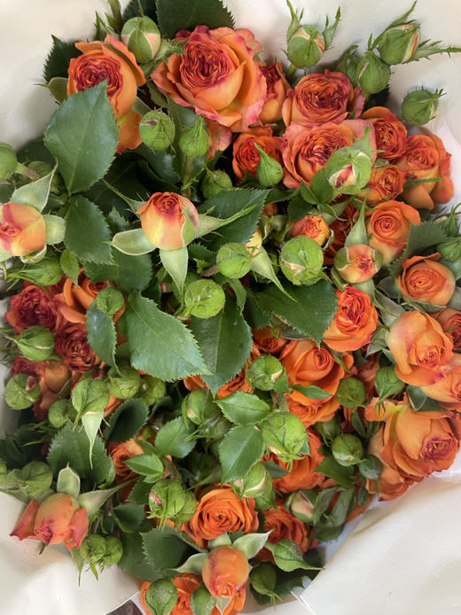 【昆明玫瑰】橙色芭比 10支/扎 A级 商品图10