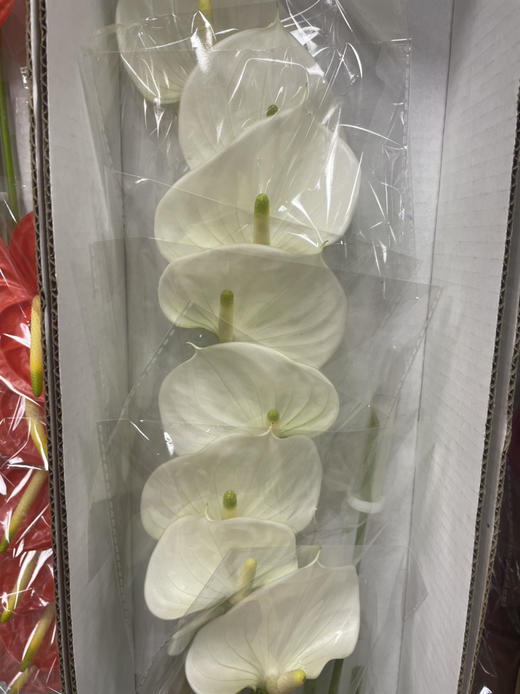 【绿光彩掌】耳语~小白掌（迷你版） 商品图3