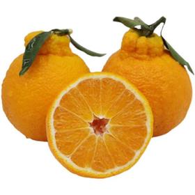 30元5斤不知火丑橘一级果