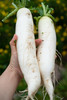 春白萝卜 商品缩略图1