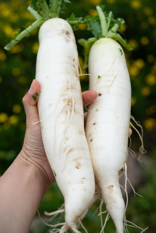 春白萝卜 商品图1