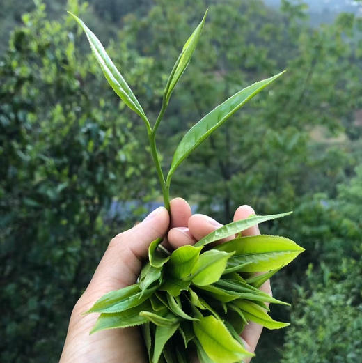 【高山云雾绿茶】条索紧细秀丽 色泽嫩绿 清香宜人，汤色黄绿明亮 滋味鲜醇 回味甘香 新货包邮 商品图5