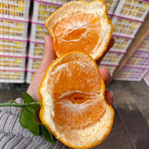 招财猫春见 商品图0