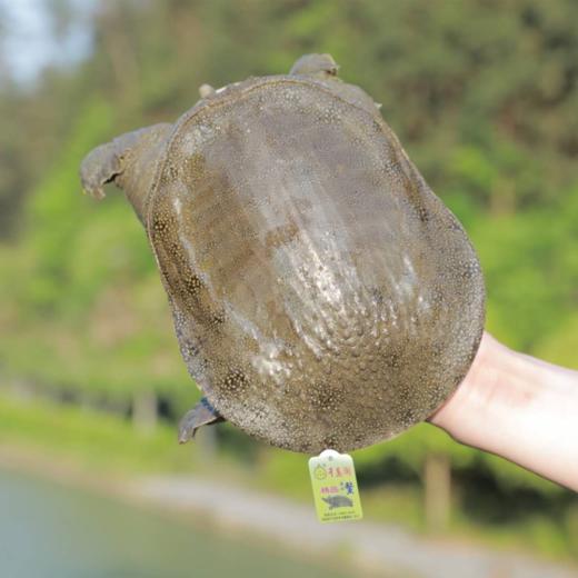 千岛湖清水鳖 中华鳖甲鱼 有机认证3年4年精品鳖现捕现宰冷链发出 商品图0