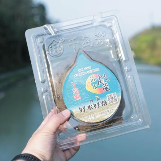 千岛湖清水鳖 中华鳖甲鱼 有机认证3年4年精品鳖现捕现宰冷链发出 商品图1