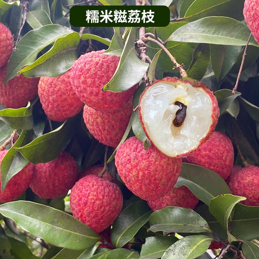 岭南荔枝卡卷 5斤装/10斤装 【从化桂味.糯米糍】 商品图1