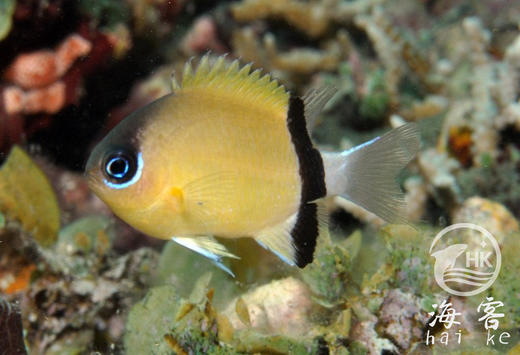 西施么 商品图1