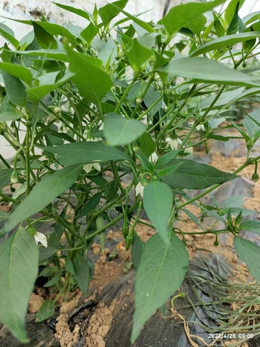【秒杀 现摘到仓】本地种植樟树港辣椒,核心地区出产,现摘到仓,味道