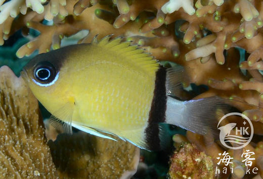 西施么 商品图2