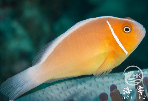 银背小丑 商品图6