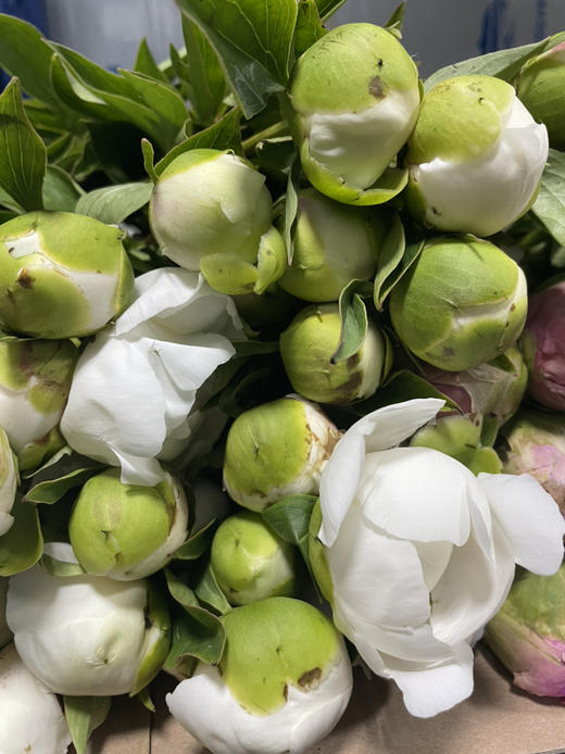 现货山东芍药雪峰910支扎