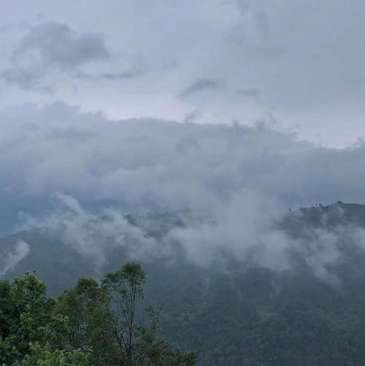 【高山云雾绿茶】条索紧细秀丽 色泽嫩绿 清香宜人，汤色黄绿明亮 滋味鲜醇 回味甘香 新货包邮 商品图9