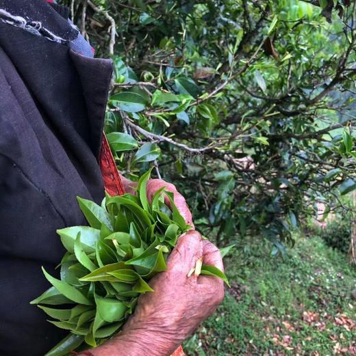 【野生古树红茶】昌宁野生红茶 树龄一千年左右/ 条索肥硕 色泽乌褐 有蜜桔香 起香带野韵/口感甜香自然 纯润 柔和 味淡而韵足 /新茶包邮 商品图8