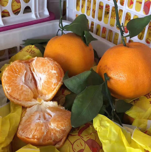 招财猫春见 商品图3