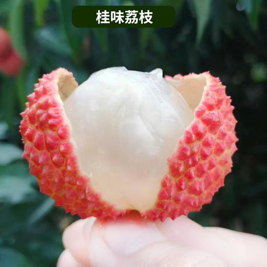 岭南荔枝卡卷 5斤装/10斤装 【从化桂味.糯米糍】 商品图2