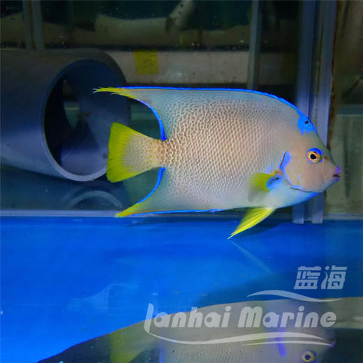 美国汤臣 商品图7