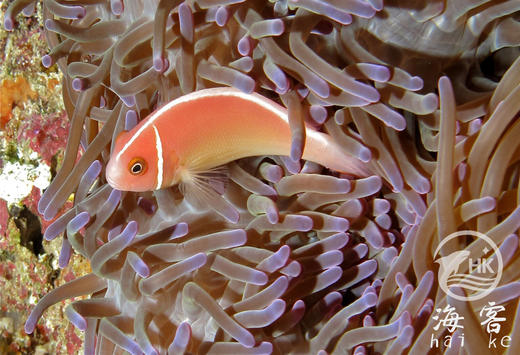 银背小丑 商品图2