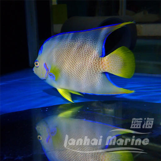 美国汤臣 商品图3