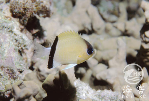 西施么 商品图5