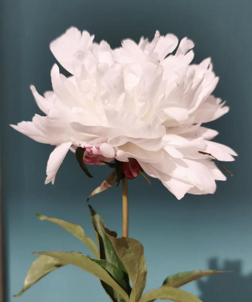 现货山东芍药雪峰910支扎