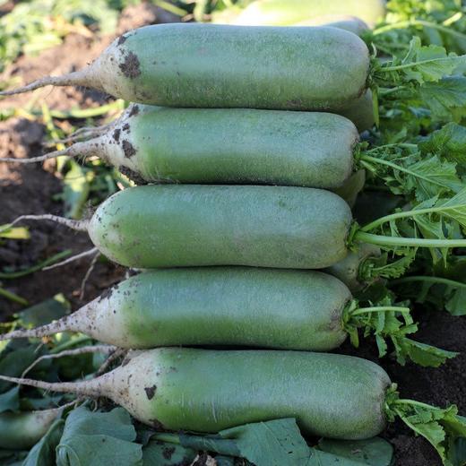 10元3斤新鲜青萝卜 商品图0