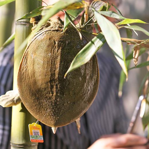 千岛湖清水鳖 中华鳖甲鱼 有机认证3年4年精品鳖现捕现宰冷链发出 商品图4