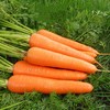 10元3斤新鲜胡萝卜 商品缩略图0