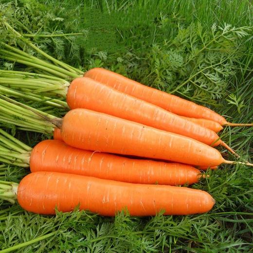 10元3斤新鲜胡萝卜 商品图0