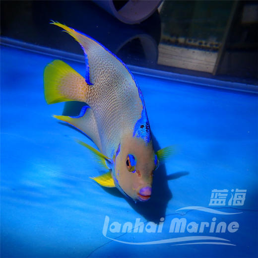 美国汤臣 商品图4