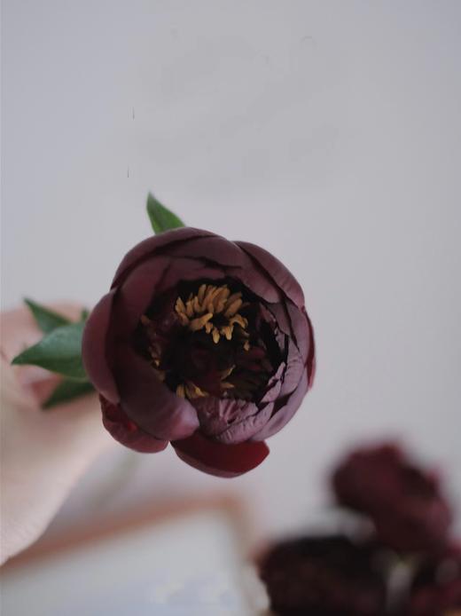 【预售！4.20起陆续发出】黑美人芍药【你未必出类拔萃，但你定与众不同】黑美人  2件包邮 顺丰空运直发 商品图3