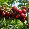 大连老村长家的美早樱桃成熟啦 小抱抱相约第8年 商品缩略图4