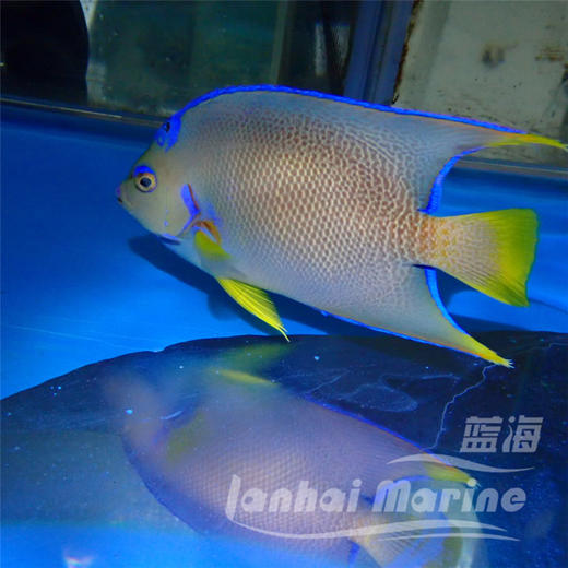 美国汤臣 商品图6