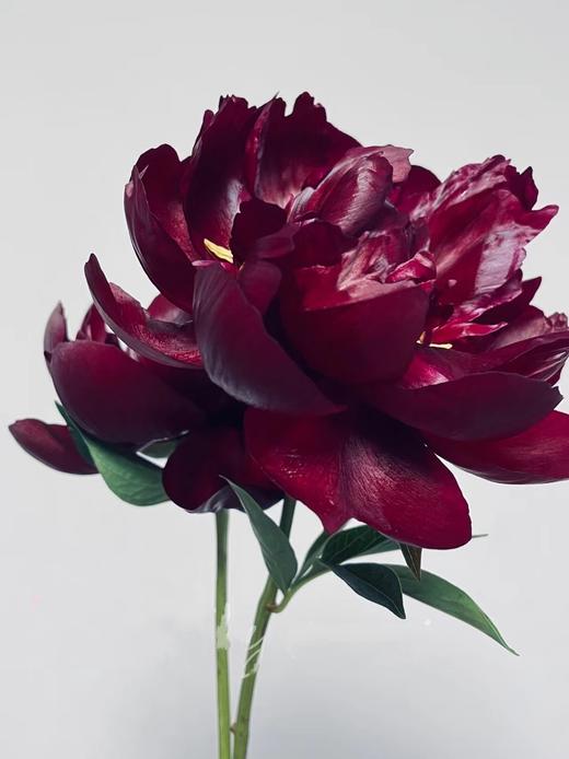【预售！4.20起陆续发出】黑美人芍药【你未必出类拔萃，但你定与众不同】黑美人  2件包邮 顺丰空运直发 商品图8