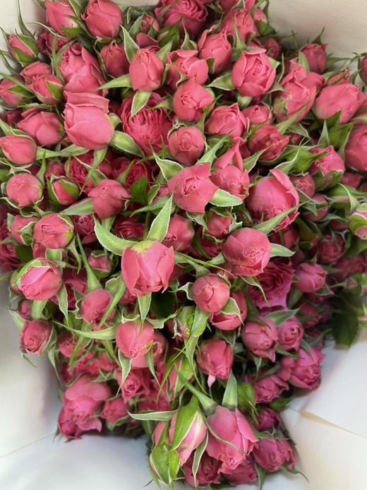 【昆明玫瑰】苏菲宝贝  10枝/扎  A级 商品图5