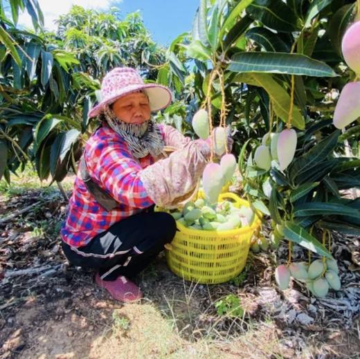 海南贵妃芒、肉厚甜蜜爆汁、果肉细腻、香甜多汁、金黄透亮、水份多 商品图8