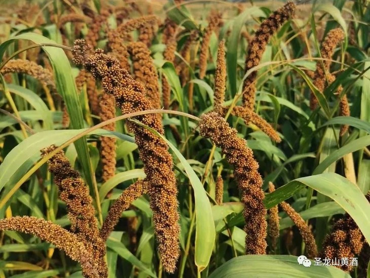 喝聖龍山黄酒，交有文化朋友”