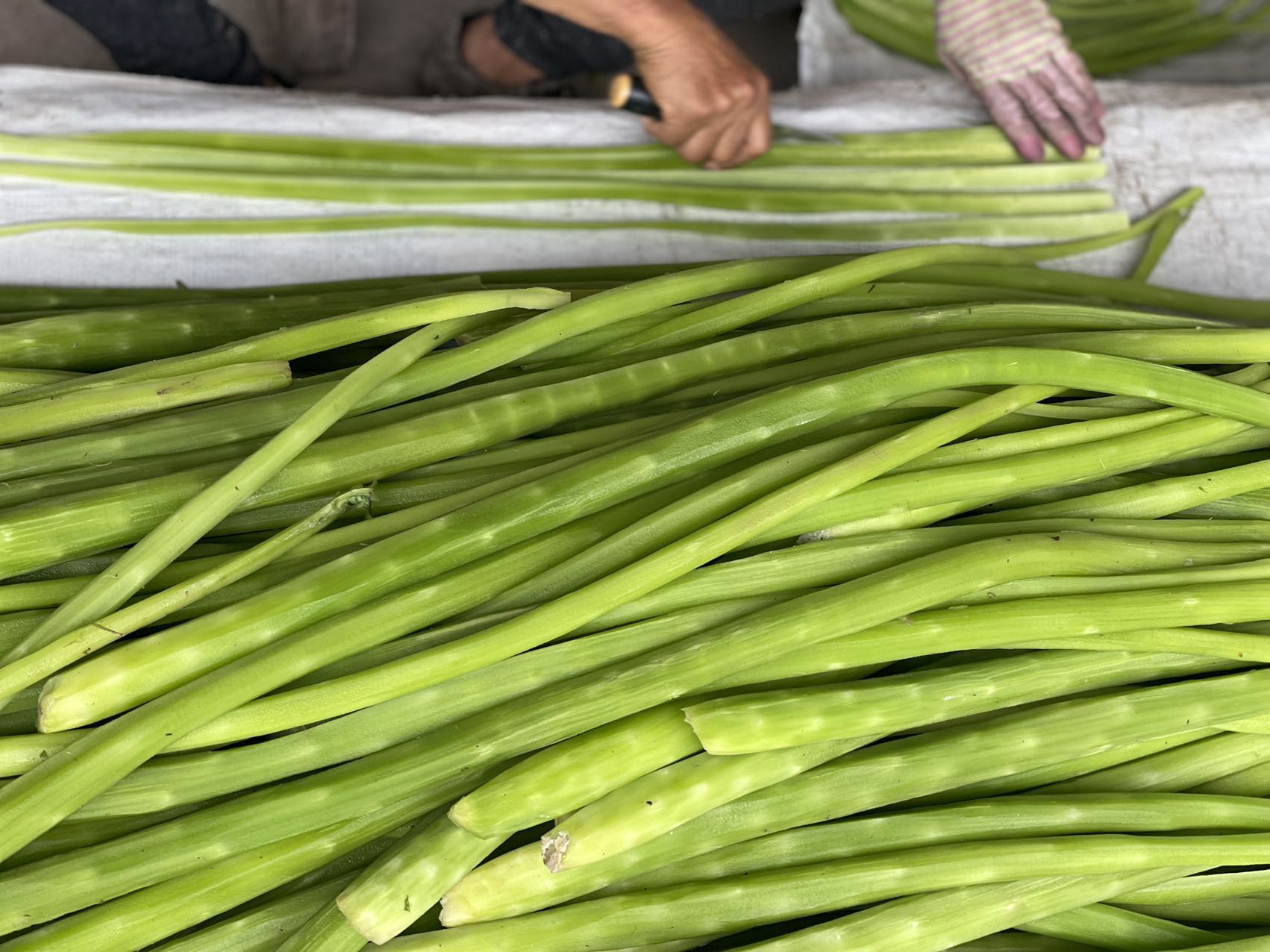 陽光晾曬想要吃到嘎嘣脆,無筋的脆爽感貢菜,只能靠人工製作每個步驟都