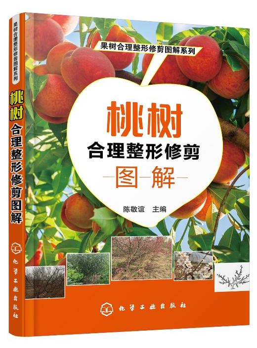 果树合理整形修剪图解系列 桃树合理整形修剪图解 本书以图文并茂的方式介绍果树整形修剪的基础 注重实用性文字言简意赅通俗易懂 商品图0