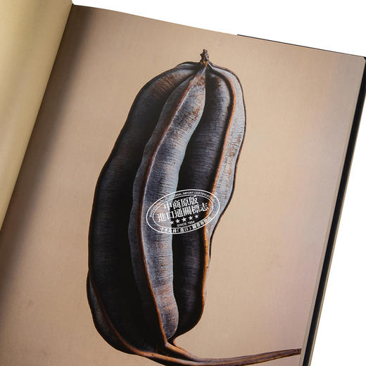 【中商原版】种子和果实的隐藏之美 植物静物摄像集 Levon Biss植物摄影集 The Hidden Beauty of Seeds & Fruits 进口艺术 商品图3