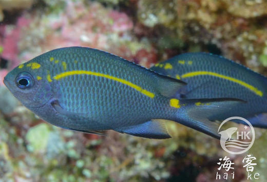 黄线青么 商品图3