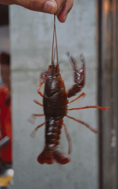 鲜活小龙虾（4-6钱/只，青虾） 500g±50g  【BC】【MHY】 商品图1