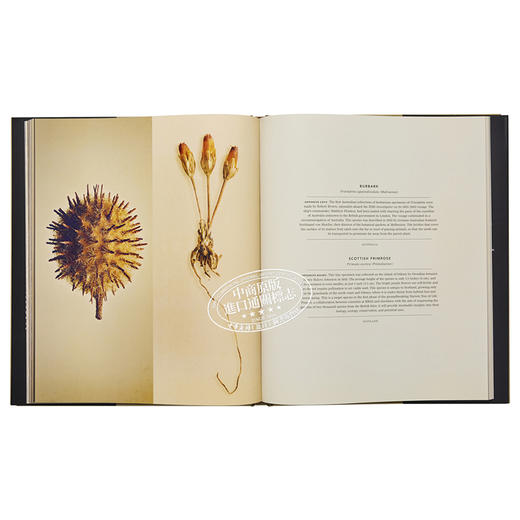 【中商原版】种子和果实的隐藏之美 植物静物摄像集 Levon Biss植物摄影集 The Hidden Beauty of Seeds & Fruits 进口艺术 商品图4