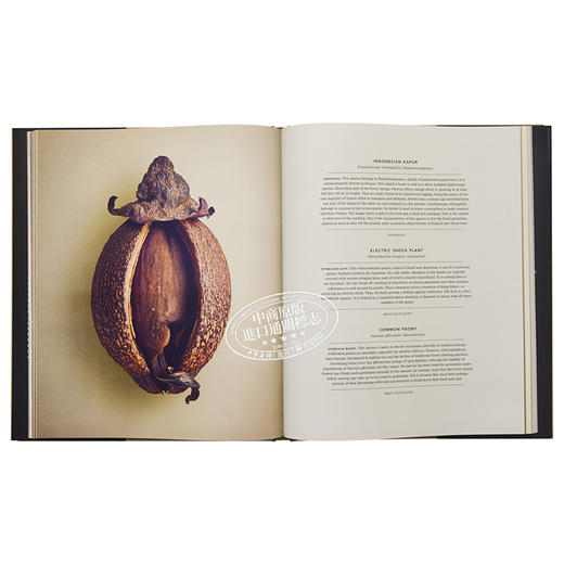 【中商原版】种子和果实的隐藏之美 植物静物摄像集 Levon Biss植物摄影集 The Hidden Beauty of Seeds & Fruits 进口艺术 商品图6