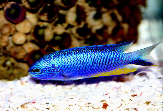 子弹么 商品图2