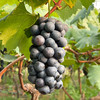 【顺丰包邮】云南夏黑葡萄 2斤家庭装/3斤彩箱装 商品缩略图3