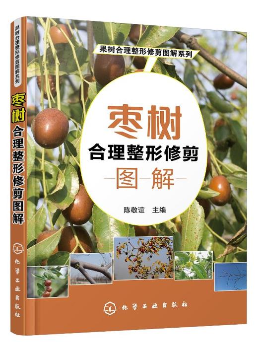 果树合理整形修剪图解系列 枣树合理整形修剪图解 本书以图文并茂的方式介绍果树整形修剪的基础 注重实用性文字言简意赅通俗易懂 商品图0