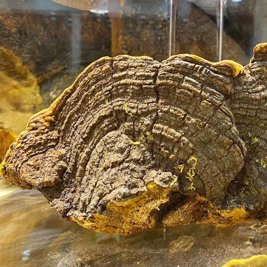 【西藏野生桑树桑黄】正宗桑树桑黄100g装 商品图2