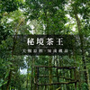 【玄武】 【单饼装无礼盒】2021年神兽系列 易武茶王树核心产区普洱生茶 商品缩略图1
