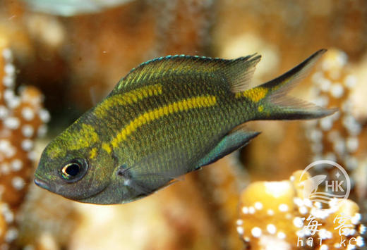 黄线青么 商品图1